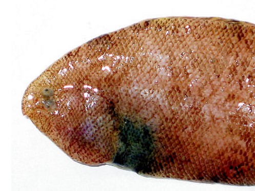 Symphurus nigrescens_06.jpg